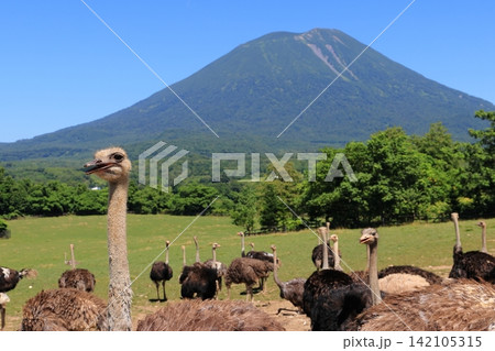 羊蹄山とダチョウ達 羊蹄山とダチョウ達 142105315
