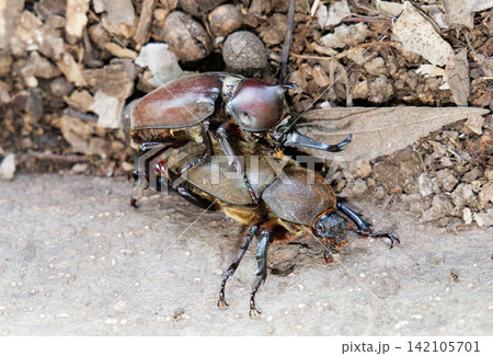 カブトムシの求愛行動 カブトムシの求愛行動 142105701