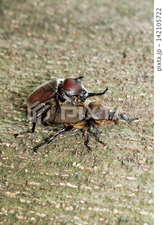カブトムシの求愛行動 カブトムシの求愛行動 142105722