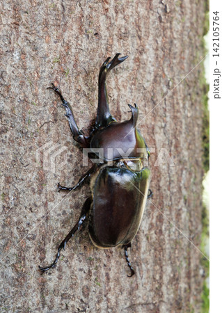 樹液を舐めるカブトムシ 樹液を舐めるカブトムシ 142105764