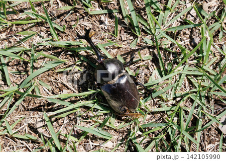 カブトムシの死骸 カブトムシの死骸 142105990
