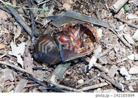 カブトムシの死骸 カブトムシの死骸 142105994