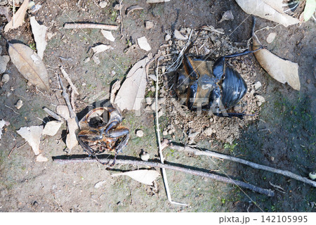 カブトムシの死骸 カブトムシの死骸 142105995
