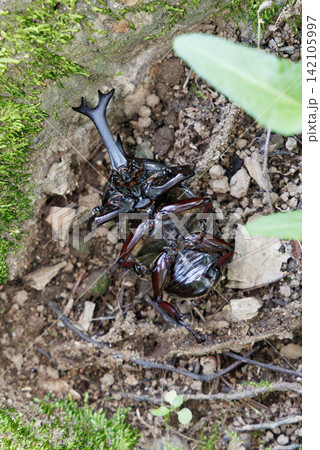 カブトムシの死骸 カブトムシの死骸 142105997