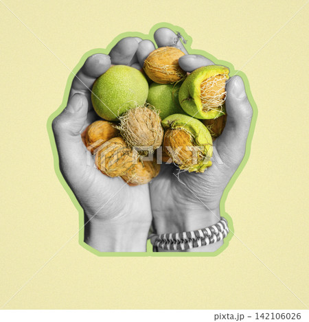Desaturated black and white human hands cradling fresh raw green walnuts Desaturated black and white human hands cradling fresh raw green walnuts 142106026