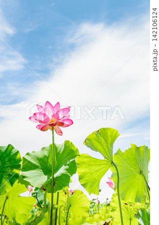青空に向かって咲くハスの花(長野県安曇野市) 青空に向かって咲くハスの花(長野県安曇野市) 142106124