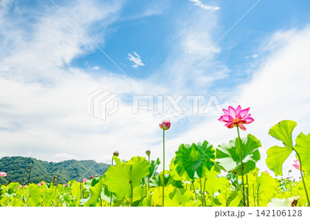 青空に向かって咲くハスの花（長野県安曇野市） 142106128