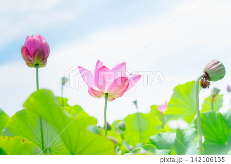 爽やかな夏空のもとに咲く美しい蓮の花とつぼみ 142106135