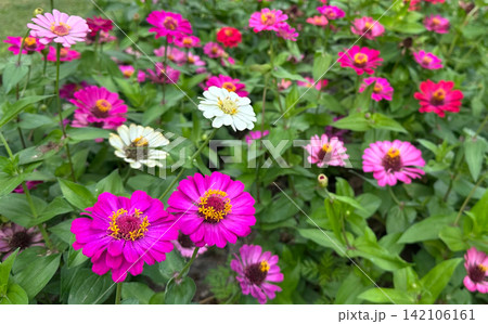pink flower in the garden pink flower in the garden 142106161