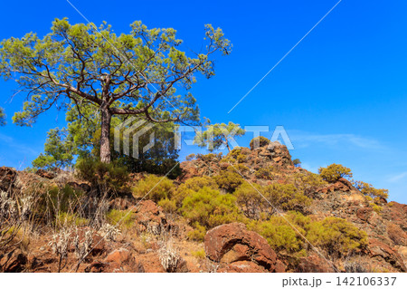 Turkish pine tree (Pinus brutia) on a hill Turkish pine tree (Pinus brutia) on a hill 142106337