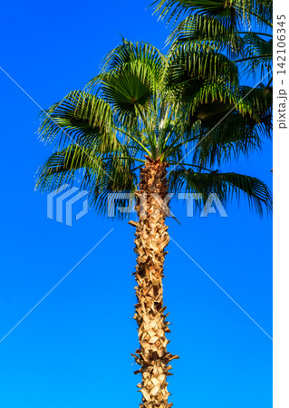 Trachycarpus fortunei (Chusan palm or windmill palm) against blue sky Trachycarpus fortunei (Chusan palm or windmill palm) against blue sky 142106345