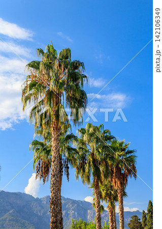 Trachycarpus fortunei (Chusan palm or windmill palm) against blue sky Trachycarpus fortunei (Chusan palm or windmill palm) against blue sky 142106349