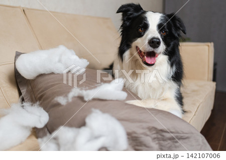 Naughty playful puppy dog border collie after mischief biting pillow lying on couch at home. Guilty dog and destroyed living room. Damage messy home and puppy with funny guilty look Naughty playful puppy dog border collie after mischief biting pillow lying on couch at home. Guilty dog and destroyed living room. Damage messy home and puppy with funny guilty look 142107006