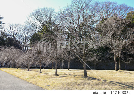 Row of Bare Winter Trees Along Path Beside Stone Wall in Japanese Park 142108023