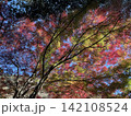 青空を彩る色鮮やかな紅葉　赤や黄色に染まる秋のモミジ 142108524