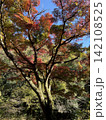 青空に映える色鮮やかな紅葉の大木　赤や黄色に染まる秋の森林風景 142108525