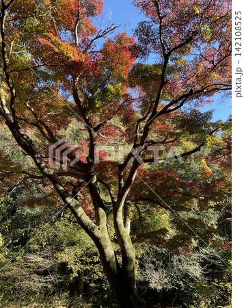 青空に映える色鮮やかな紅葉の大木 赤や黄色に染まる秋の森林風景 青空に映える色鮮やかな紅葉の大木 赤や黄色に染まる秋の森林風景 142108525