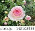 淡いピンクと白の美しいバラの花　つぼみと咲き誇るローズの自然風景 142108533