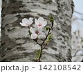 桜の幹から咲く可憐な花と芽吹きの春 142108542
