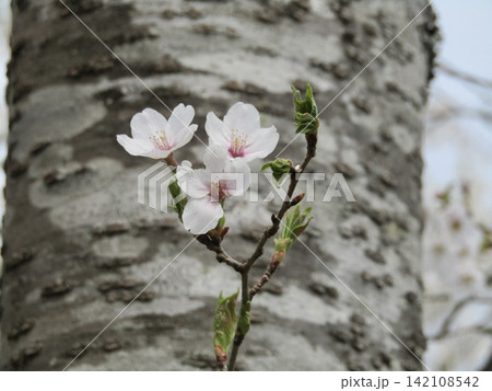 桜の幹から咲く可憐な花と芽吹きの春 桜の幹から咲く可憐な花と芽吹きの春 142108542
