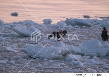 朝焼けの流氷を舞うオオワシとオジロワシ－知床・羅臼 142108595