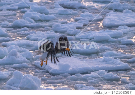 朝焼けの流氷を舞うオオワシとオジロワシ-知床・羅臼 朝焼けの流氷を舞うオオワシとオジロワシ-知床・羅臼 142108597