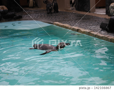 静岡県 下田海中水族館のペンギン 静岡県 下田海中水族館のペンギン 142108867