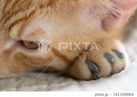Toby cat head lay on paw with plastic claw cover Toby cat head lay on paw with plastic claw cover 142109068