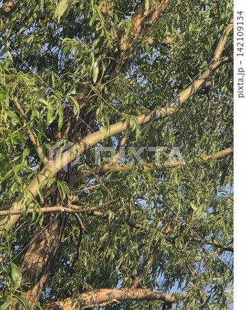Tree branches and green leaves illuminated by sunset light 142109134