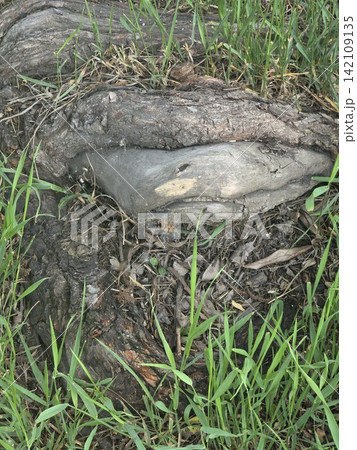 Tree root growing around stone in green grass Tree root growing around stone in green grass 142109135