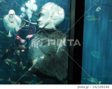 静岡県　下田海中水族館　エイ 142109148