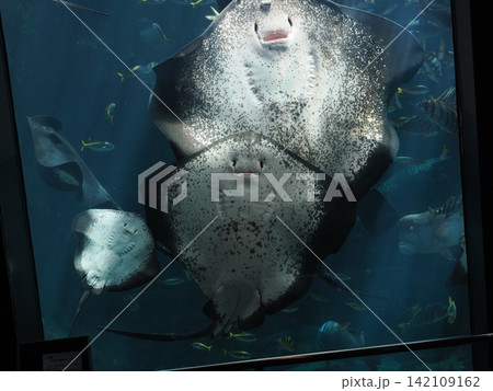 静岡県 下田海中水族館 エイ 静岡県 下田海中水族館 エイ 142109162