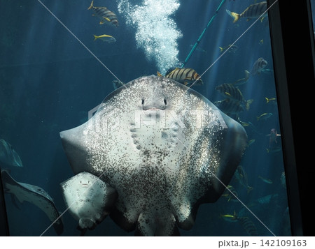静岡県 下田海中水族館 エイ 静岡県 下田海中水族館 エイ 142109163