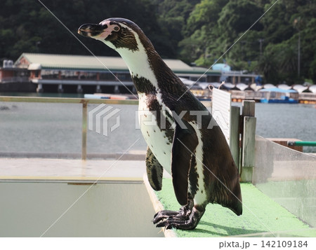 静岡県　下田海中水族館のペンギン 142109184