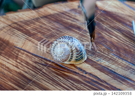 Individual spiral terrestrial house with brown pattern rests on varnished natural timber platform section outdoors near green bushes under daylight during summer culinary exhibition. 142109358