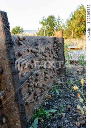 Numerous live terrestrial organisms with spiral houses cluster on vertical timber construction panel inside specialized agricultural open air breeding facility under day light. 142109381