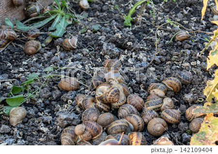 Dozens of terrestrial organisms with spiral houses are gathering on dark wet organic soil during commercial protein cultivation process in open air agricultural zone. Dozens of terrestrial organisms with spiral houses are gathering on dark wet organic soil during commercial protein cultivation process in open air agricultural zone. 142109404