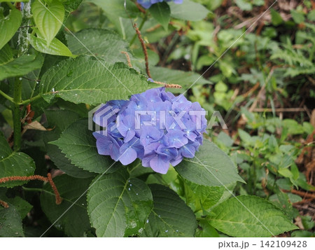 神奈川県 弘法山公園の紫陽花 神奈川県 弘法山公園の紫陽花 142109428