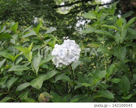 神奈川県 弘法山公園の紫陽花 神奈川県 弘法山公園の紫陽花 142109545