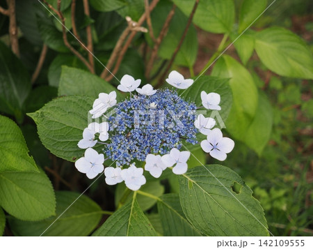 神奈川県　弘法山公園の紫陽花 142109555
