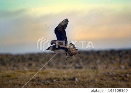 Arctic Skua is real predator and robber for Arctic bird 142109569
