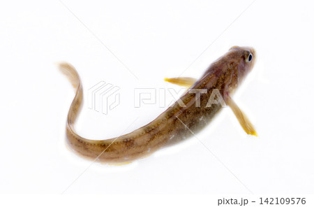 very attractive animal in different poses very attractive animal in different poses 142109576