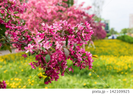 Close-up of a blooming apple tree with pink blossoms and green leaves. Yellow wildflowers fill background, creating a vibrant spring scene. Perfect for nature and floral design projects. 142109925