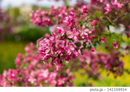 Close up of vibrant pink crabapple blossoms blooming in dense cluster. Soft sunlight illuminates the delicate petals against a blurred green spring background. Selective focus photography. Close up of vibrant pink crabapple blossoms blooming in dense cluster. Soft sunlight illuminates the delicate petals against a blurred green spring background. Selective focus photography. 142109934
