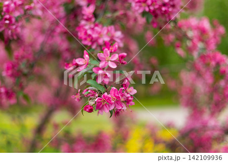 Closeup of bright pink crabapple blossoms blooming in dense cluster. Soft sunlight illuminates delicate petals against blurred green spring background. Selective focus photography. Closeup of bright pink crabapple blossoms blooming in dense cluster. Soft sunlight illuminates delicate petals against blurred green spring background. Selective focus photography. 142109936