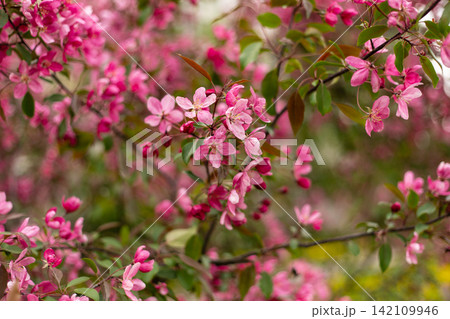 Brigit pink apple blossoms and green leaves bloom in spring. Beautiful nature closeup featuring soft blurred background of yellow meadow flowers. Brigit pink apple blossoms and green leaves bloom in spring. Beautiful nature closeup featuring soft blurred background of yellow meadow flowers. 142109946