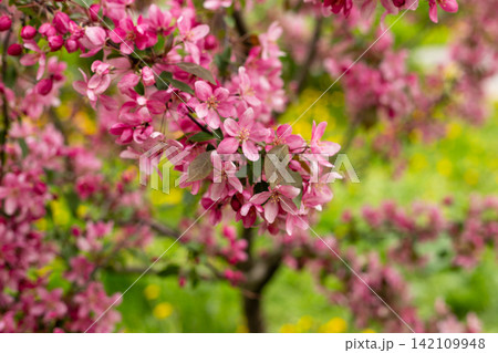 Vibrant pink crabapple blossoms and fresh buds in sunny spring garden. Beautiful nature scene featuring soft blurred background of yellow dandelions. Vibrant pink crabapple blossoms and fresh buds in sunny spring garden. Beautiful nature scene featuring soft blurred background of yellow dandelions. 142109948