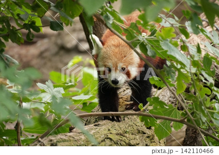 Red panda in bodyside profile close up moving along tree trunk showing awareness in forest environment. Red panda in bodyside profile close up moving along tree trunk showing awareness in forest environment. 142110466