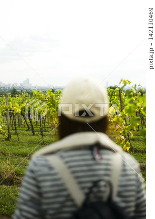 Woman wearing a cap looking at a vineyard and city skyline, illustrating vineyard aesthetics in the harvest period in Vienna. 142110469