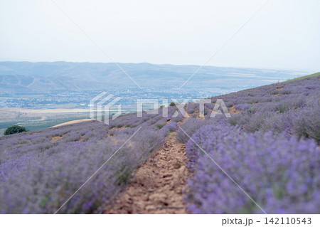 Blooming Lavender Field with Close-Up Purple Flowers. 142110543